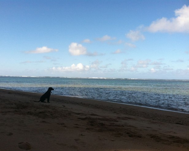 BEFORE_WEB_black-dog