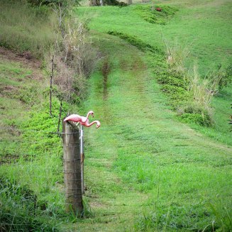 WEB_kapapa_flamingos