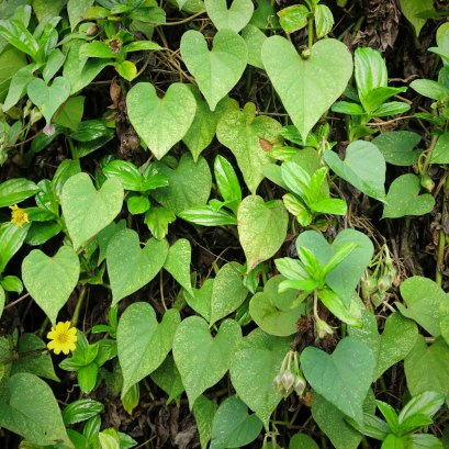 WEB_kapapa_heartleaves