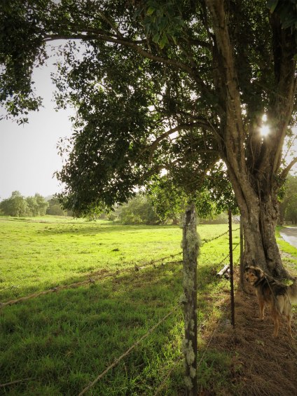 WEB)kapapa_sunrisetree